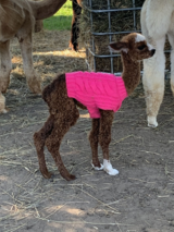 2026 Female cria