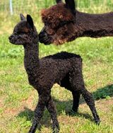 First cria female 