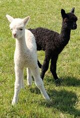 First cria black female