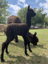 2nd Cria Black Female!