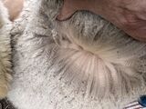 Neck Fiber April 2026