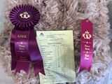 CC at Majestic Fleece Show 
