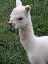 2026 Cria