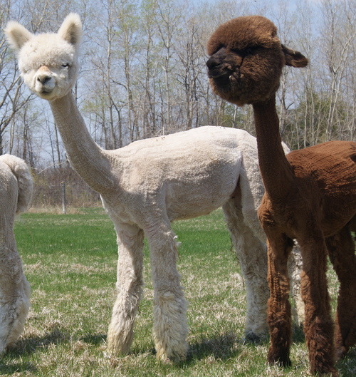 Stratus and Boogie Stratus and Boogie