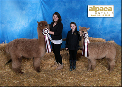 Male and Female Fawn Champs