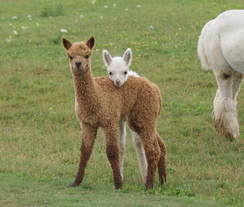 loveable little Radar and his buddy
