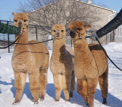 Merida, Lanny, Marnia Merida, Lanny, Marnia
