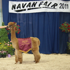 4th Best In Show For Deefender!