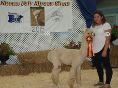 Grand Champion Light Excelsior 