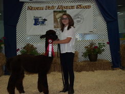 Reserve Champion Black Jax