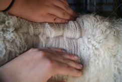 Cricket's Fleece