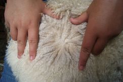 Cypress Fleece