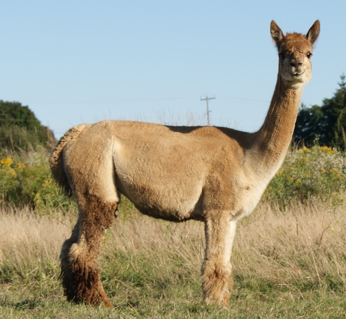 Shepac's Carmella -$5000.00 Shepac's Carmella -$5000.00