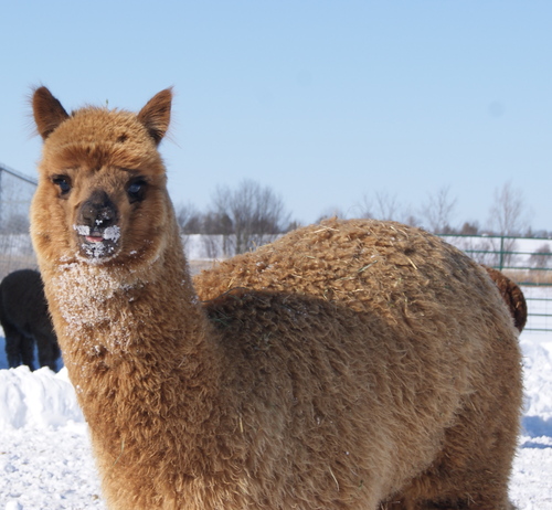 Even eating the snow! Even eating the snow!