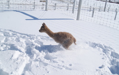 Even the little ones are hopping through the snow! Even the little ones are hopping through the snow!