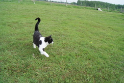 Even The Kitten Poses!! Even The Kitten Poses!!