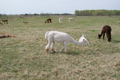 Does She Look Pregnant??