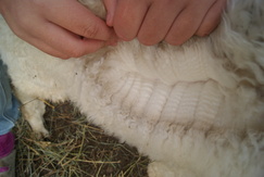 Summit's fleece
