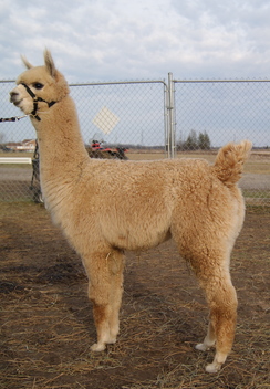 Averegan's Gia