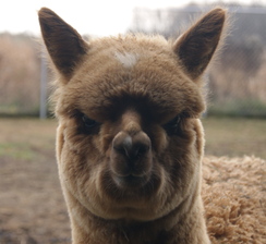 Hubbert Farms Jas Guy