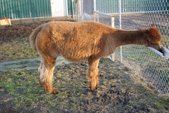 Faith due in June now turning