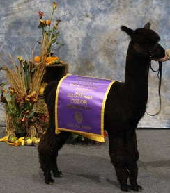 Photo of Arosa Jack In Black