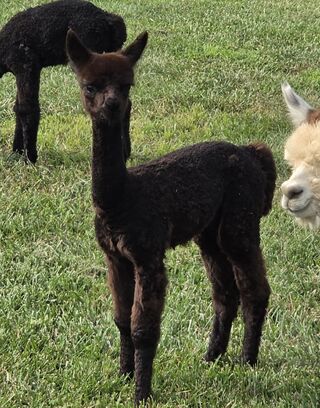 Photo of KBA's Black Satin