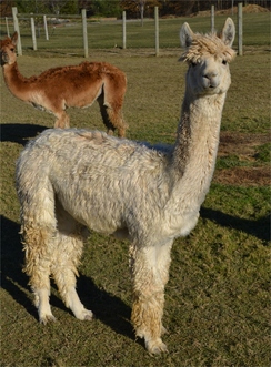 Photo of RRAF Just Two Adorable