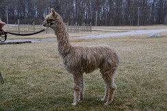 Photo of RRAF Isabeau of Peru Vin Magic