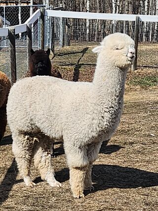 Photo of Yukon's Whisper Alyst