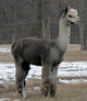 alpaca for sale
