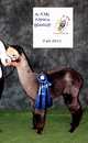 alpaca for sale