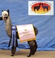 alpaca for sale
