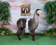 alpaca for sale