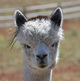 alpaca for sale
