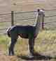 alpaca for sale