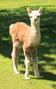 alpaca for sale