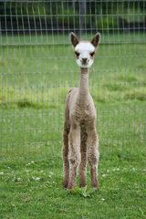 alpaca for sale