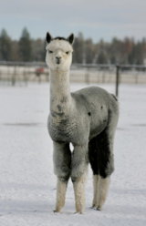 alpaca for sale