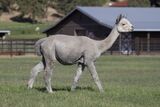 alpaca for sale