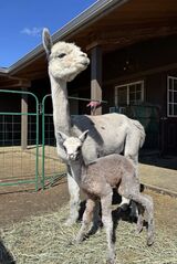 alpaca for sale