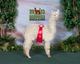 alpaca for sale