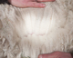 alpaca for sale