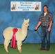 alpaca for sale
