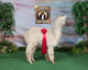alpaca for sale