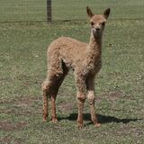 alpaca for sale