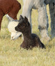 alpaca for sale