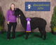 alpaca for sale