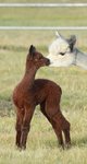 alpaca for sale