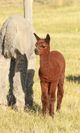 alpaca for sale